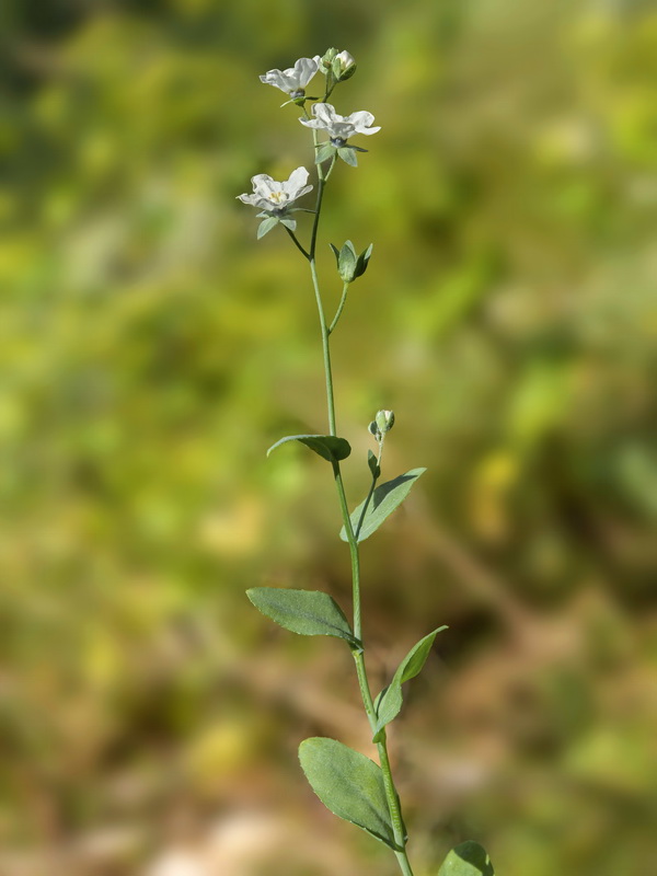 Omphalodes commutata.05