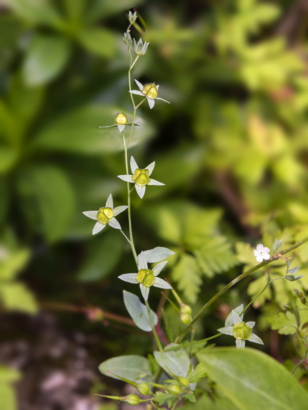 Omphalodes commutata.06
