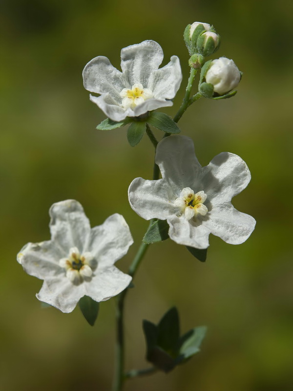 Omphalodes commutata.07