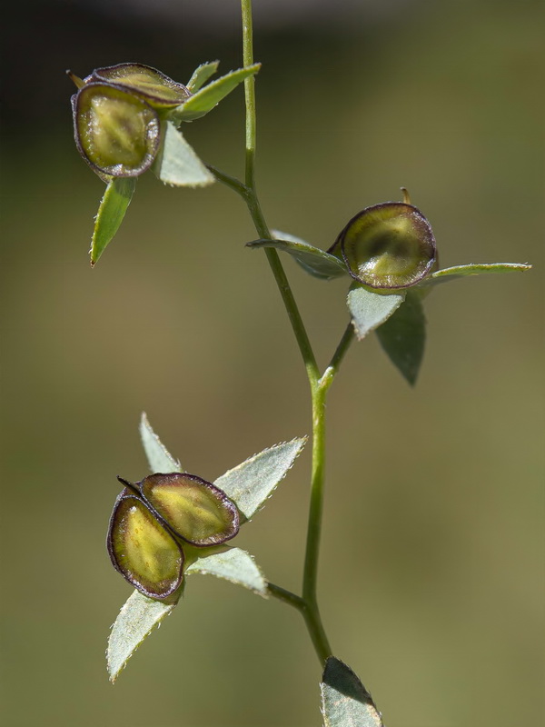 Omphalodes commutata.08