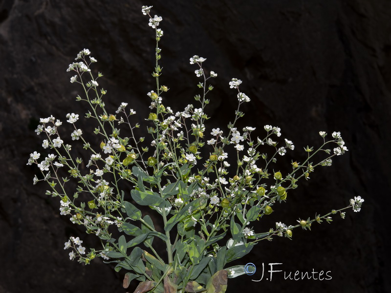 Omphalodes commutata.10