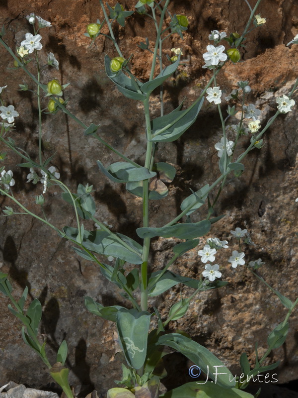 Omphalodes commutata.11