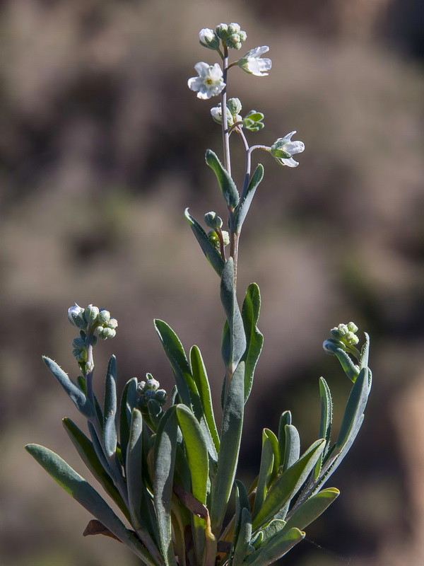 Omphalodes linifolia.03