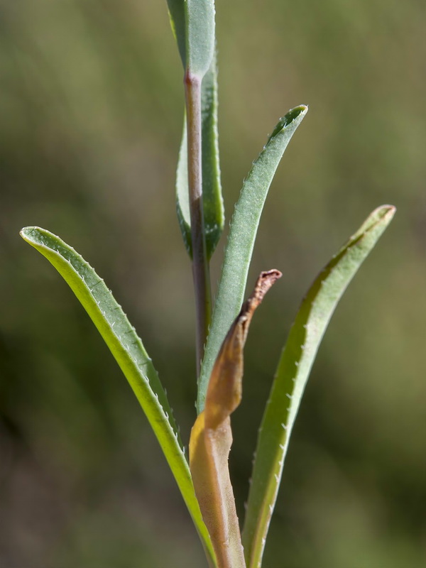 Omphalodes linifolia.05