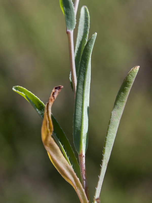 Omphalodes linifolia.06