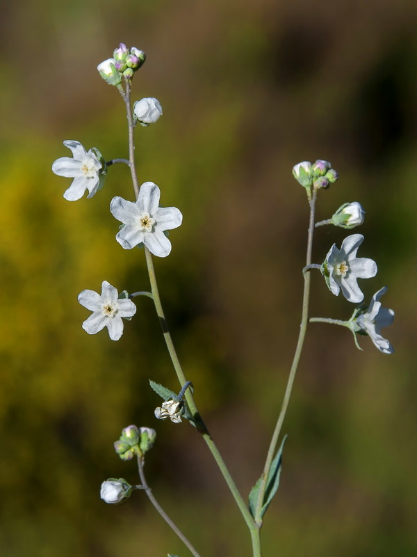 Omphalodes linifolia.07