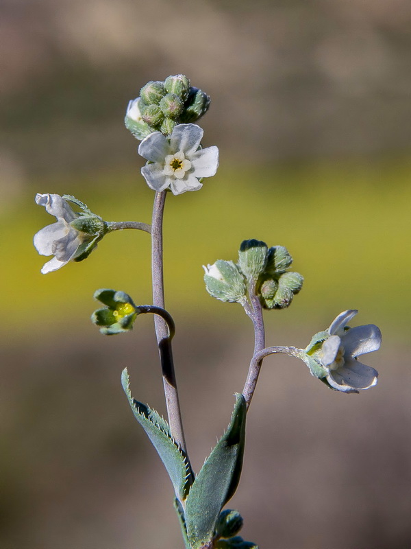 Omphalodes linifolia.08