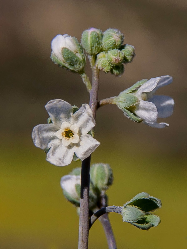 Omphalodes linifolia.09