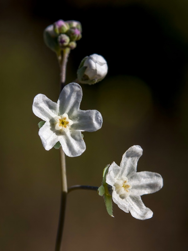 Omphalodes linifolia.11