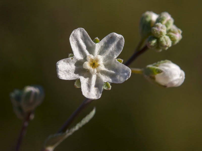 Omphalodes linifolia.12