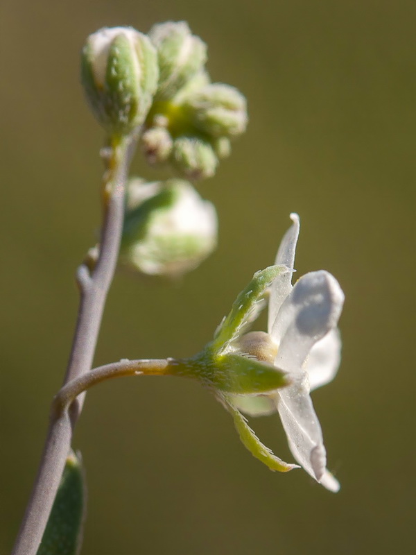 Omphalodes linifolia.13