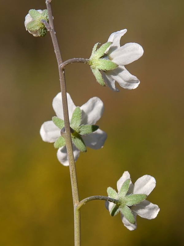 Omphalodes linifolia.14