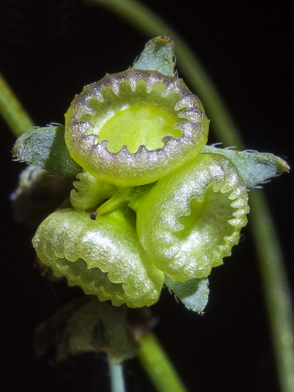 Omphalodes linifolia.15