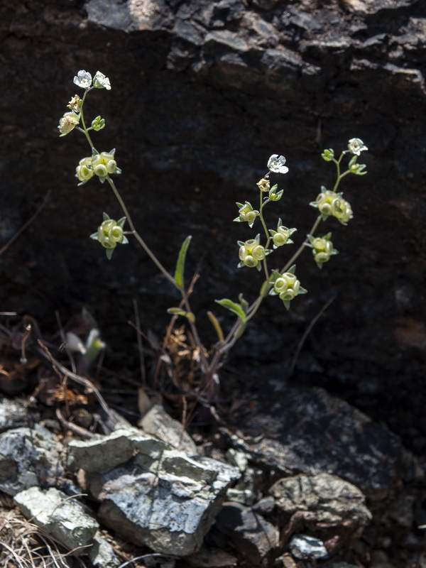 Omphalodes linifolia.16