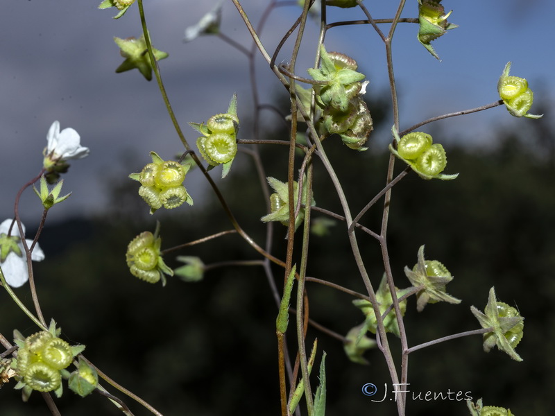 Omphalodes linifolia.22