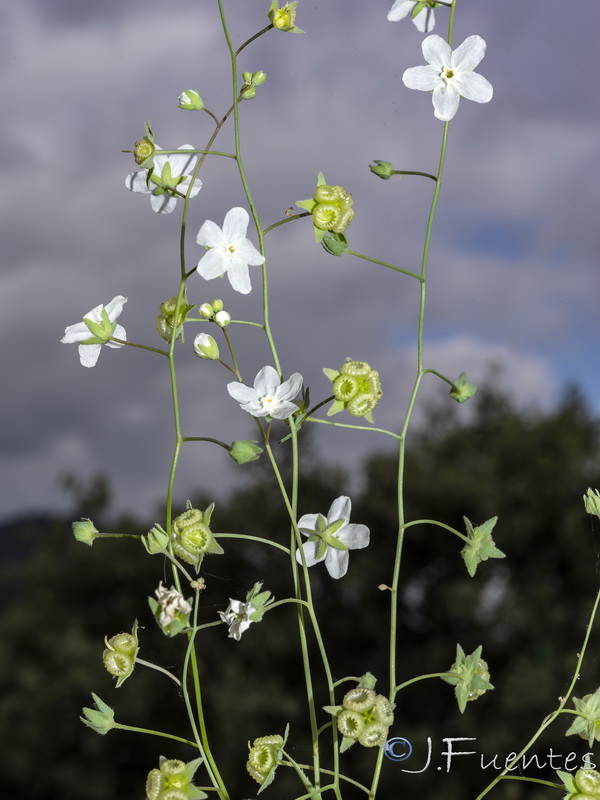 Omphalodes linifolia.23