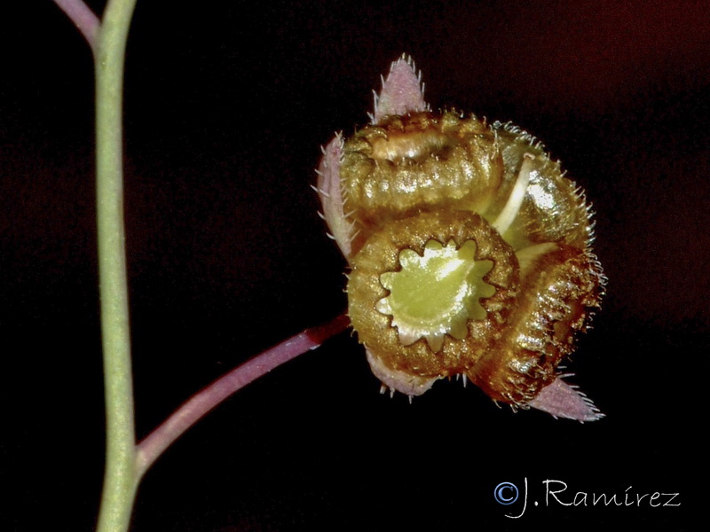 Omphalodes linifolia.25