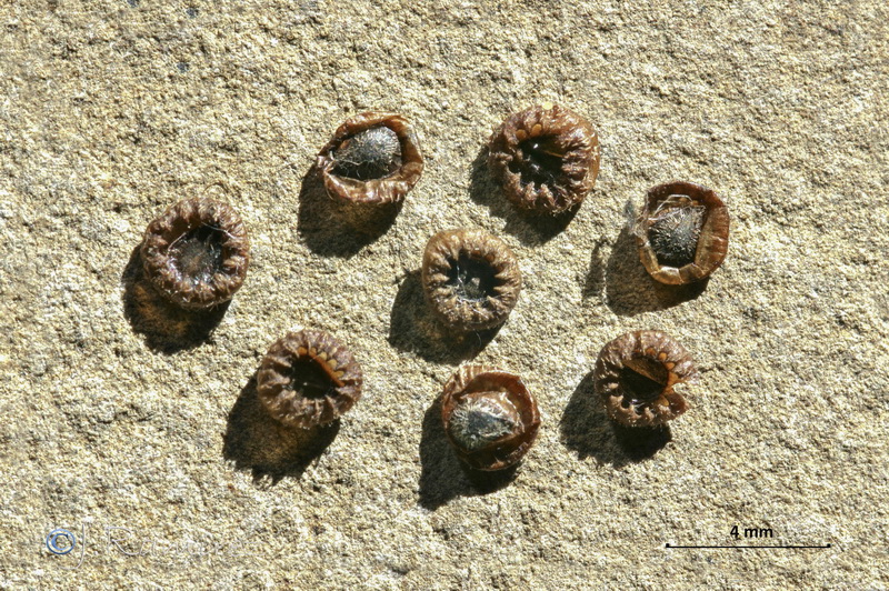 Omphalodes linifolia.26