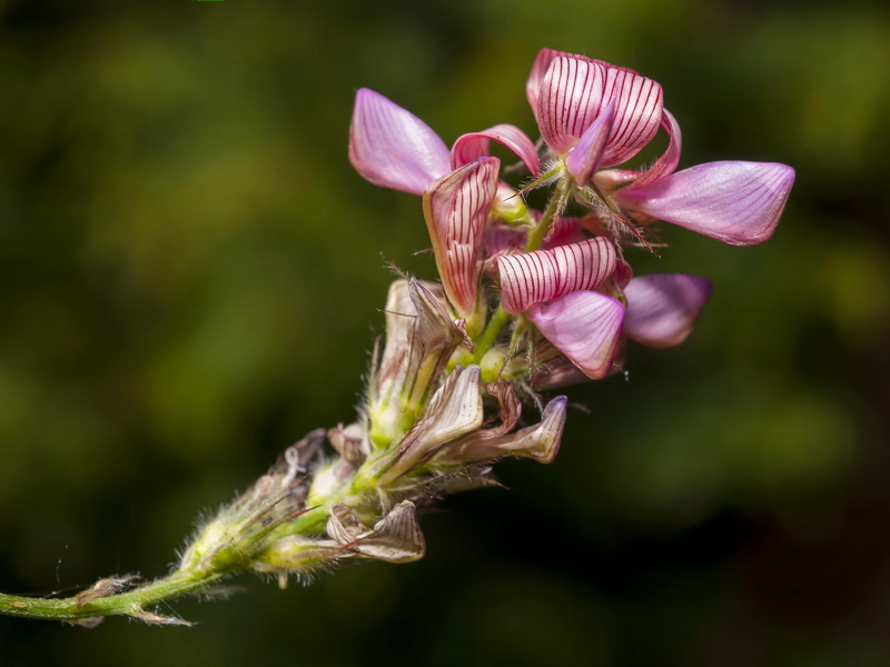 Onobrychis argentea argentea.10