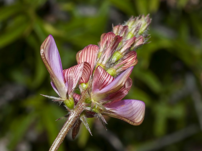 Onobrychis argentea argentea.18