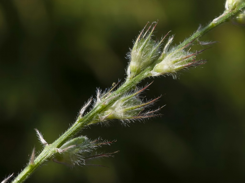 Onobrychis argentea argentea.20