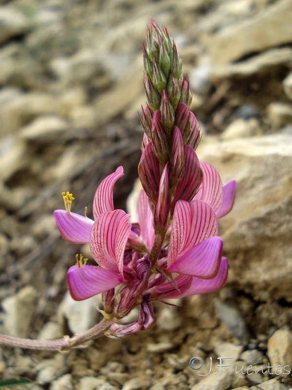 Onobrychis argentea argentea.22