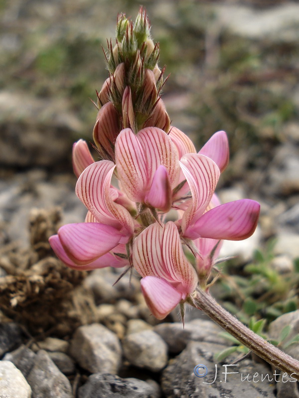 Onobrychis argentea argentea.23