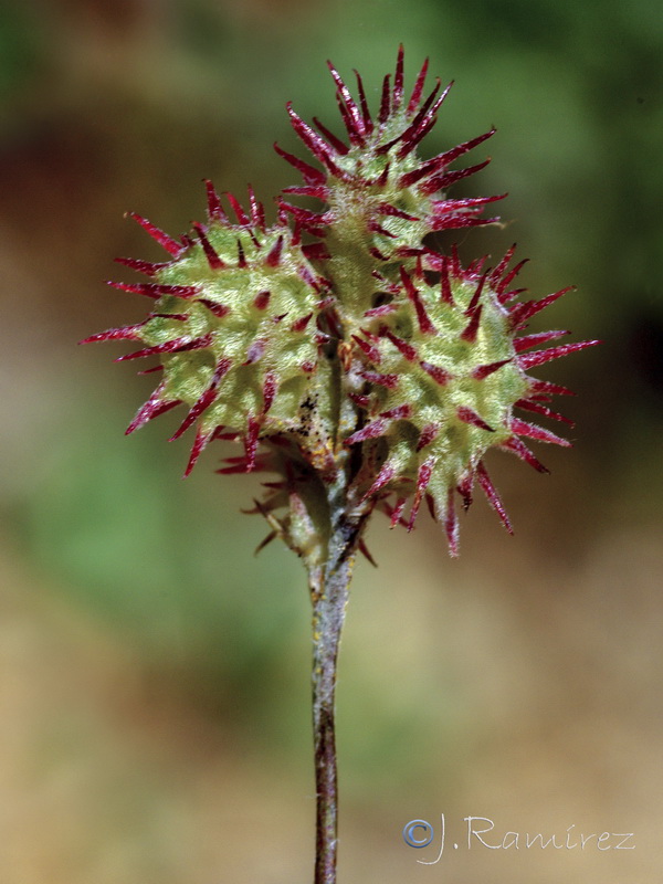 Onobrychis argentea argentea.24