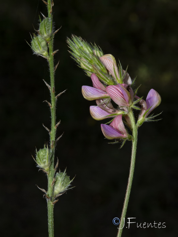 Onobrychis argentea argentea.31