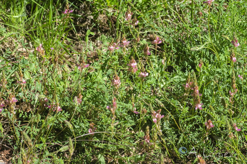 Onobrychis argentea hispanica.02