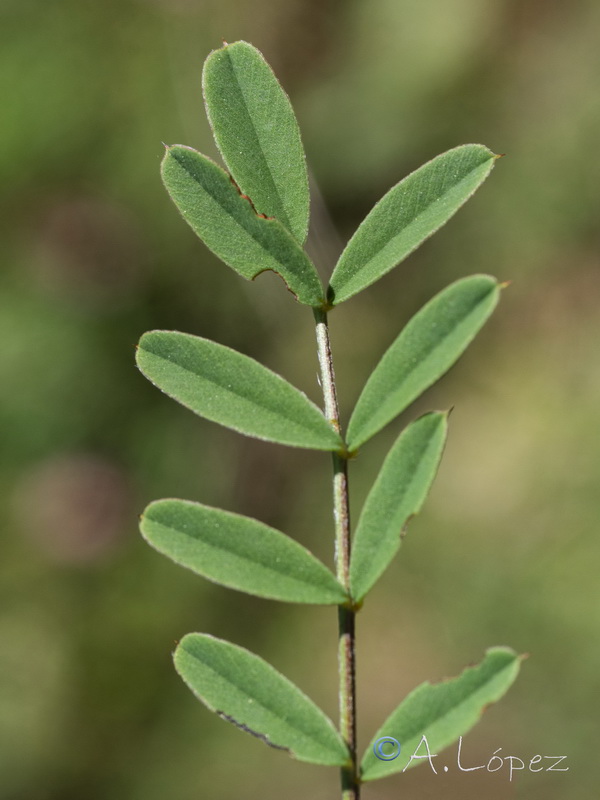 Onobrychis argentea hispanica.03