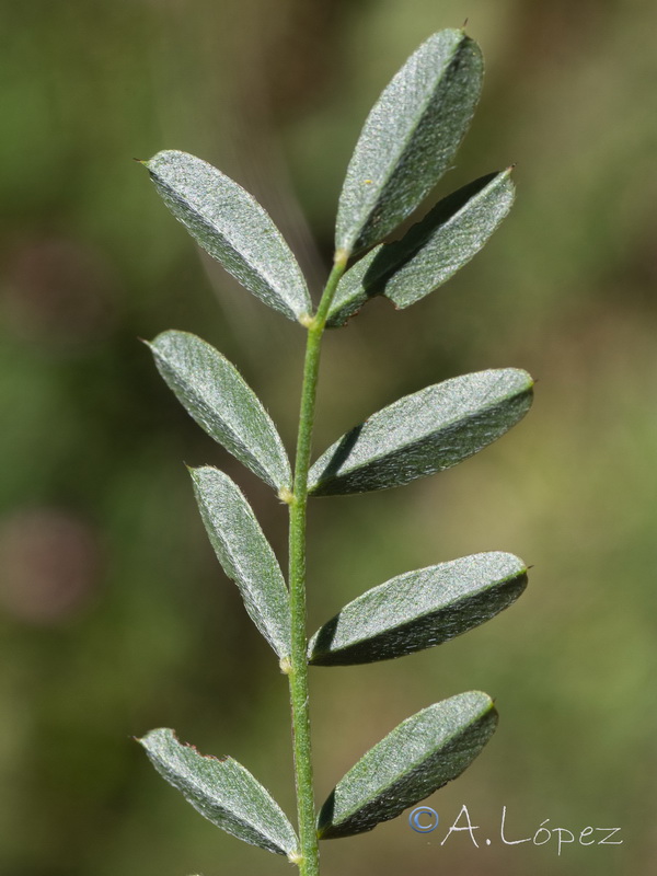 Onobrychis argentea hispanica.04