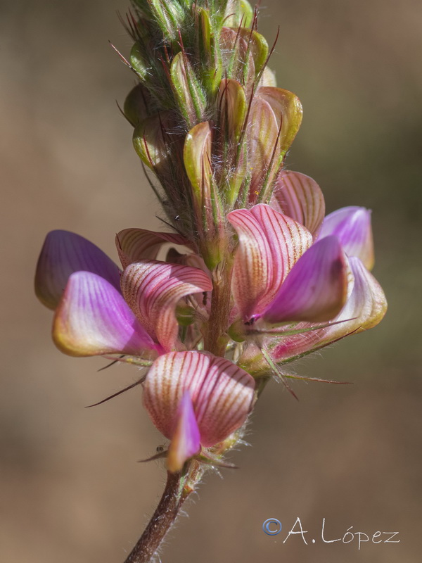 Onobrychis argentea hispanica.06