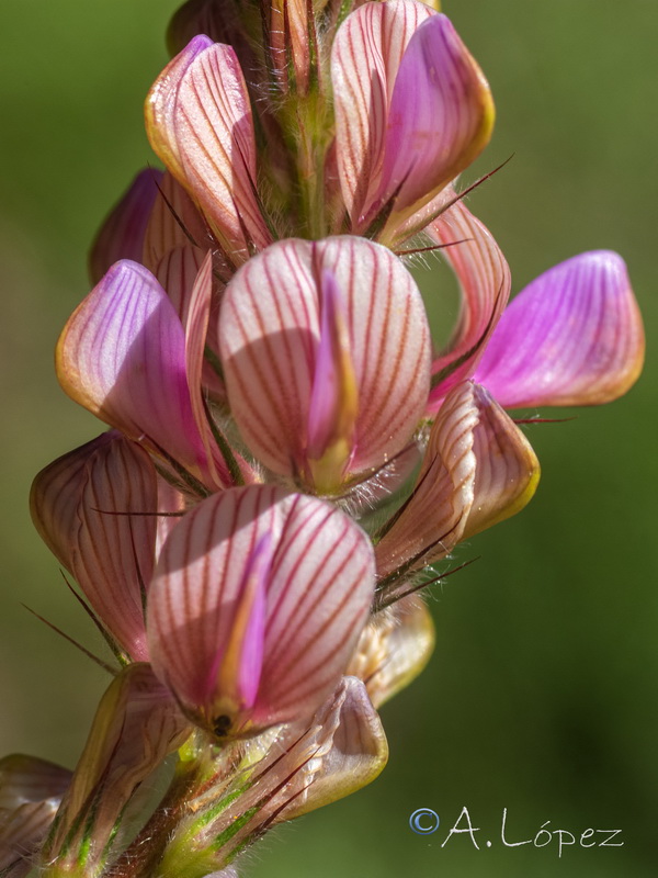 Onobrychis argentea hispanica.08