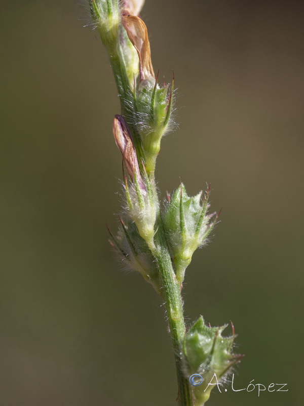 Onobrychis argentea hispanica.11