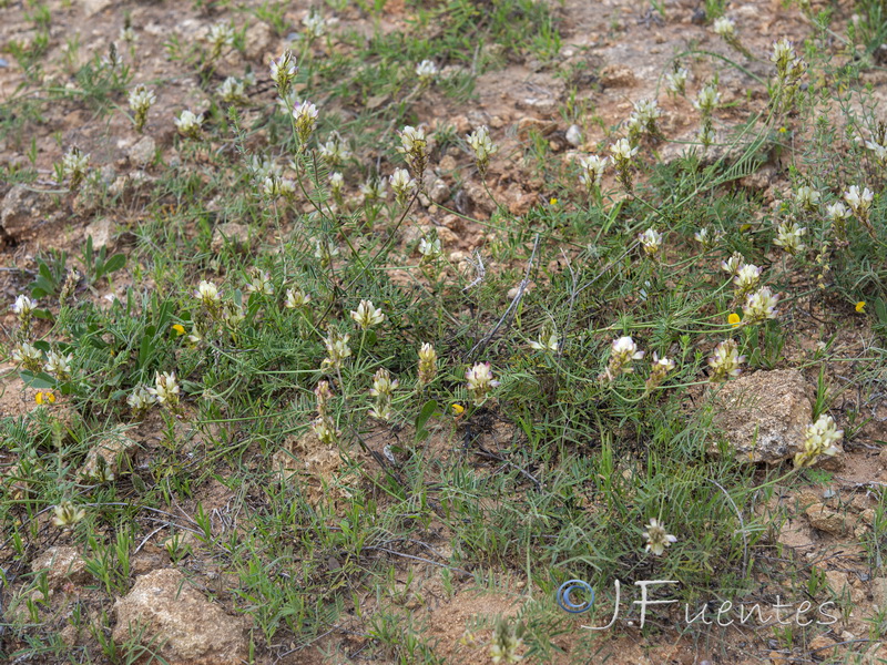 Onobrychis humilis.02