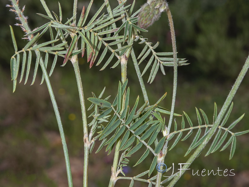 Onobrychis humilis.03