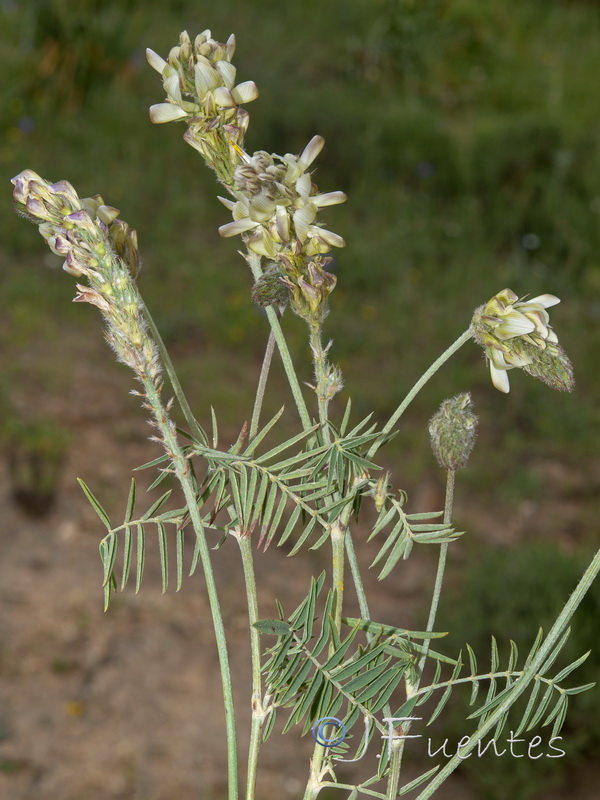 Onobrychis humilis.04