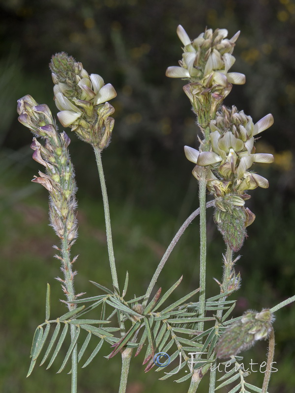 Onobrychis humilis.05