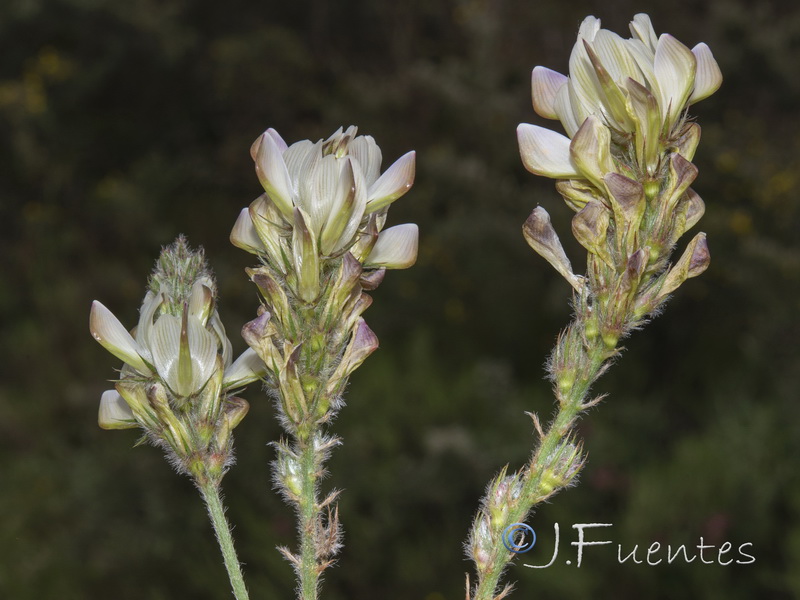 Onobrychis humilis.06