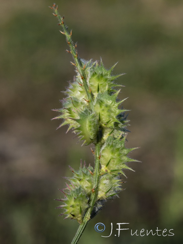 Onobrychis humilis humilis.02
