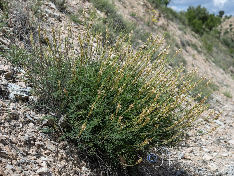 Onobrychis saxatilis.01