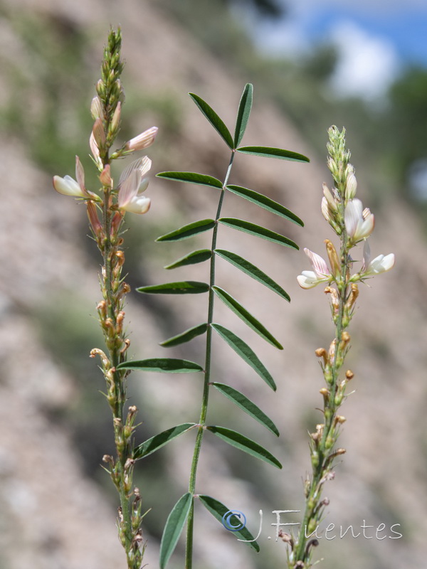 Onobrychis saxatilis.02