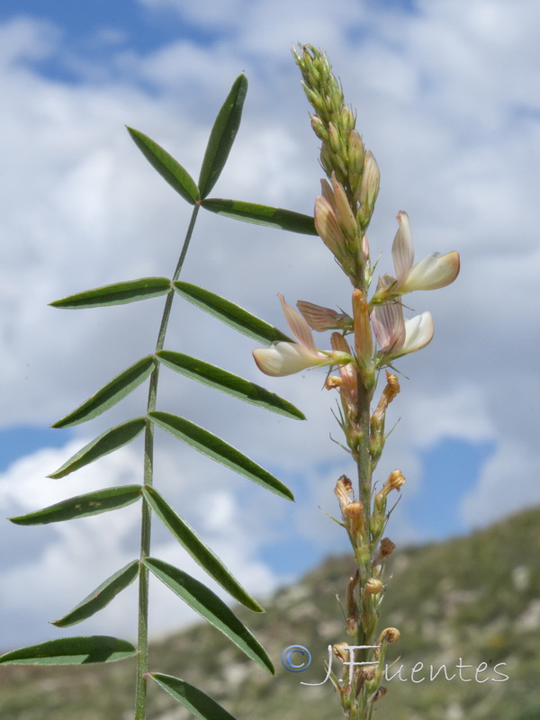 Onobrychis saxatilis.04