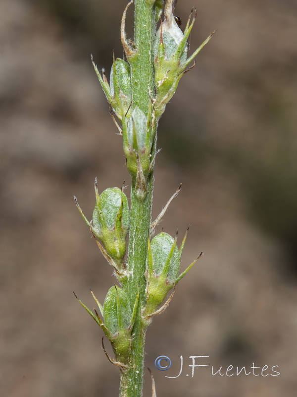 Onobrychis saxatilis.05