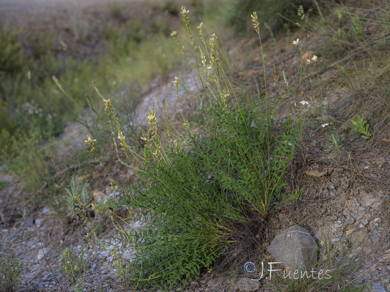 Onobrychis saxatilis.06
