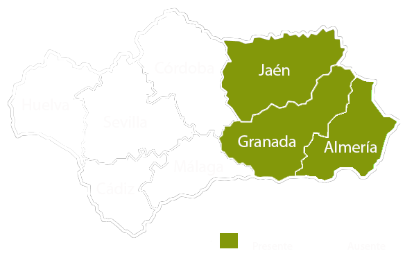 Andalucia copia