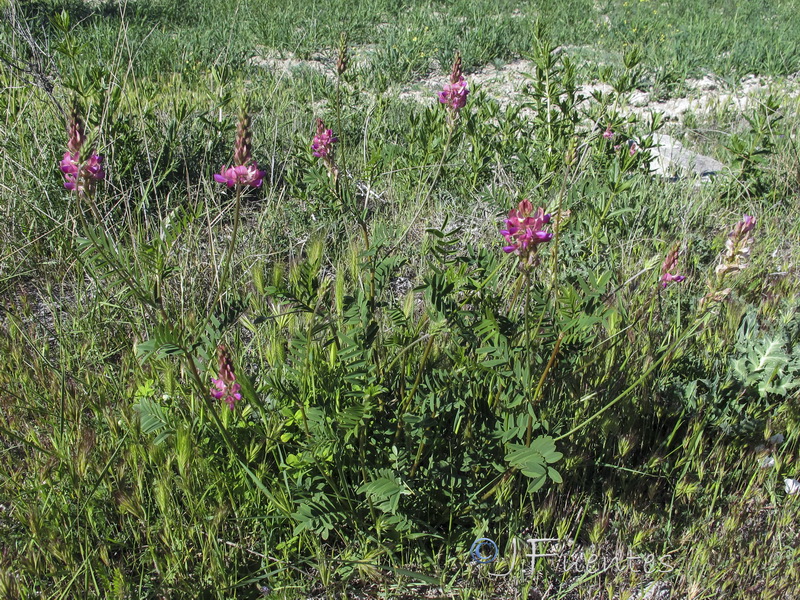 Onobrychis viciifolia.01