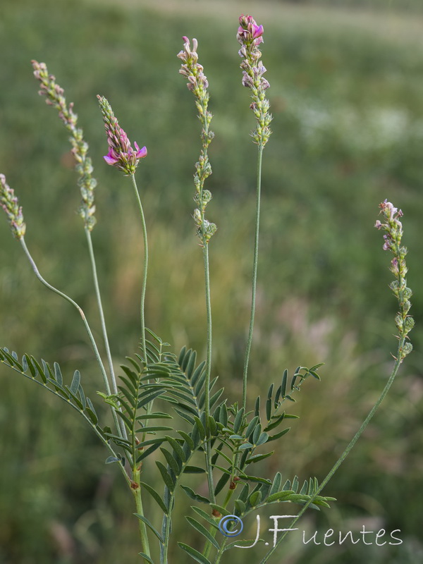 Onobrychis viciifolia.02