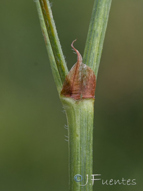 Onobrychis viciifolia.04